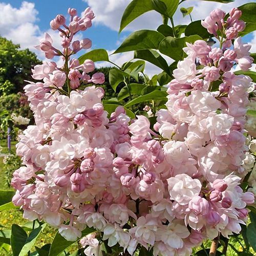 ����  ������ ��������� ������, ������ �� 910 ���