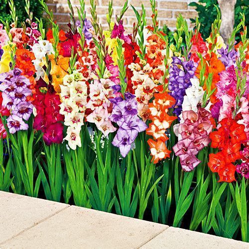 ����  ��������� ������������� ������, ����, ������ �� 525 ���