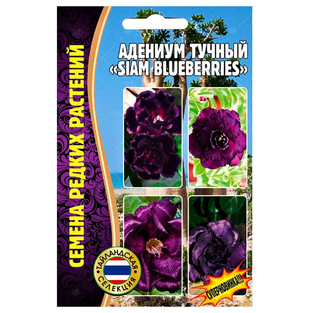    Siam Blueberries      -     , -, 