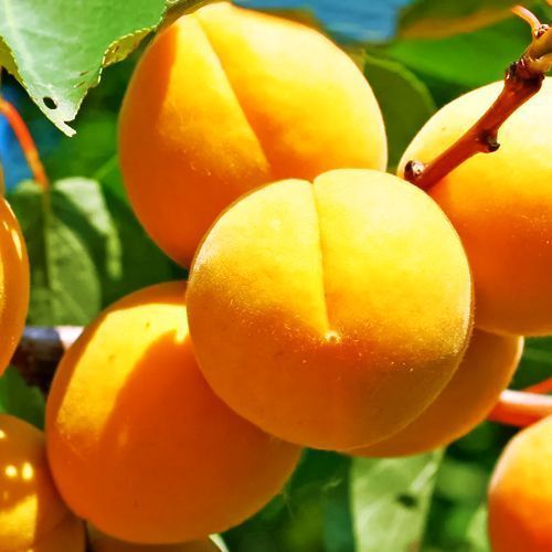 ����  ������� ������ �����������, ������ �� 483 ���