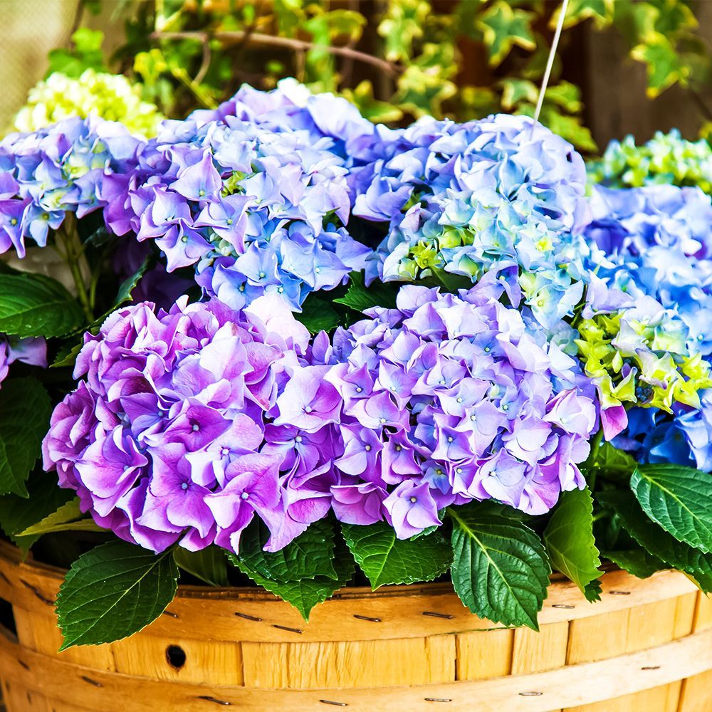 ����  ��������� ������������� ���������������� ��� �����, ������ �� 1680 ���