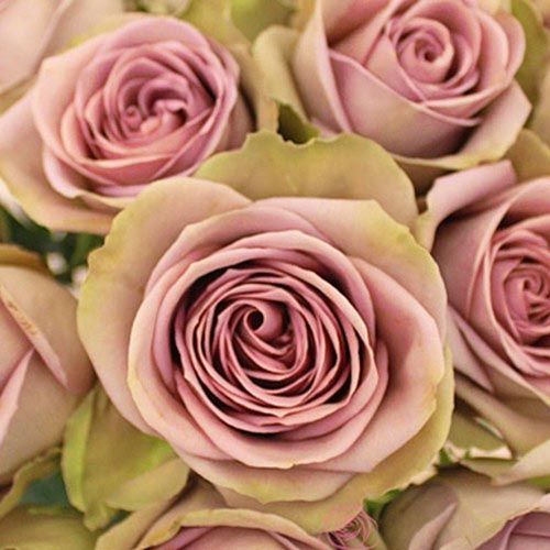 ����  ���� �����-��������� �������, ������ �� 423 ���