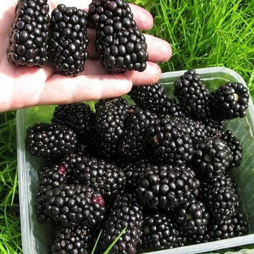 ����  ������� ������, ������ �� 474 ���