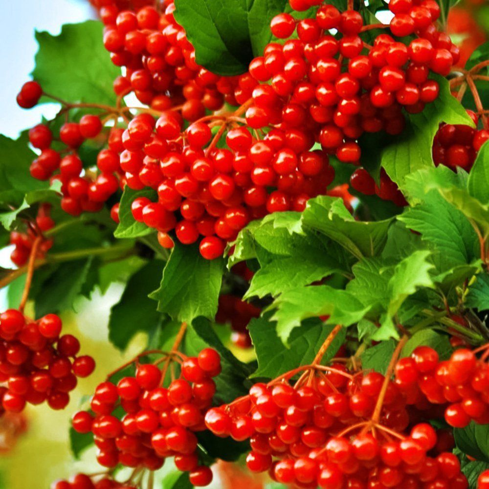 ����  ������ ������� ������, ������ �� 474 ���