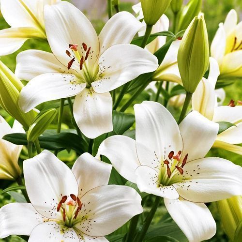 ����  ����� ��-������ �������, ������ �� 585 ���