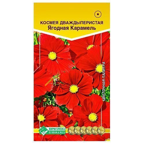 ����  ������ ������� �������� ����������, ������ �� 42 ���