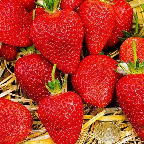 ����  ��������� ������������� �����, ������ �� 650 ���