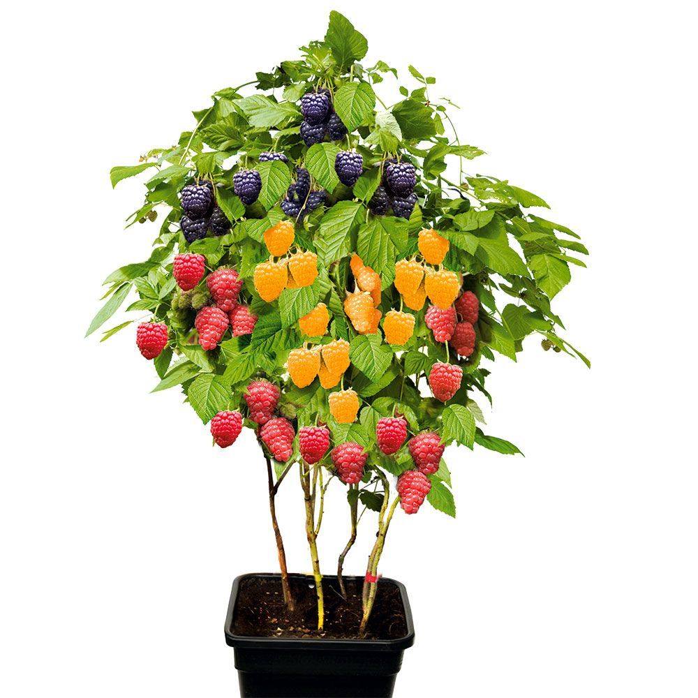 ����  �����������! �������� ��������� ������ 