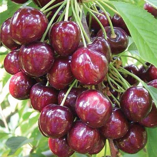 ����  ������� �������� ������, ������ �� 483 ���