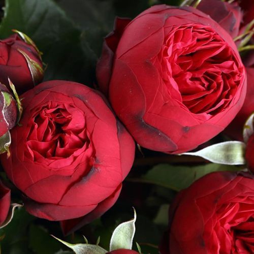 ����  ���� ����� ��� �����, ������ �� 423 ���