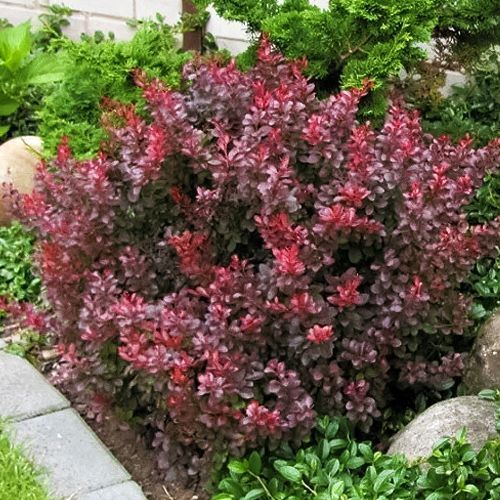 ����  �������� �������� ������, ������ �� 780 ���