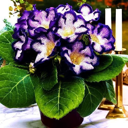 ����  ��������� ������� ���, ������ �� 615 ���