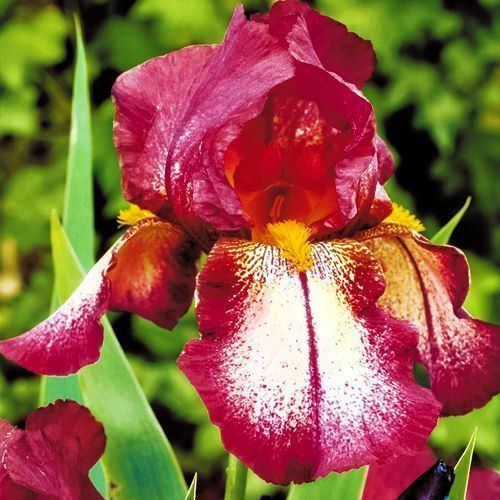 ����  ���� ���������� ������� ����, ������ �� 990 ���