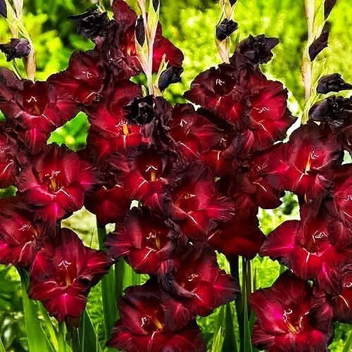 ����  ��������� ��������������� ���� ��������, ������ �� 525 ���