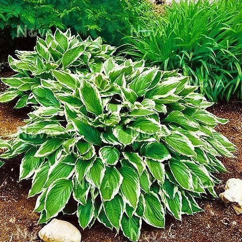 ����  ����� ��������������, ������ �� 535 ���