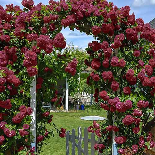 ����  ���� ��������� ������ ��������, ������ �� 423 ���