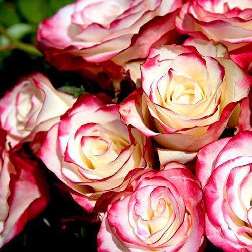 ����  ���� �����-��������� �������, ������ �� 423 ���