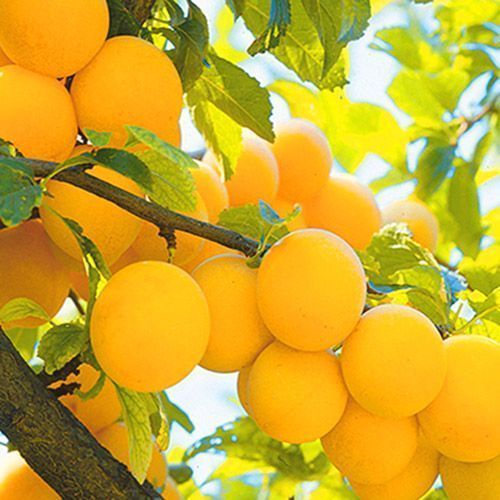 ����  ����� ������� ������, ������ �� 483 ���