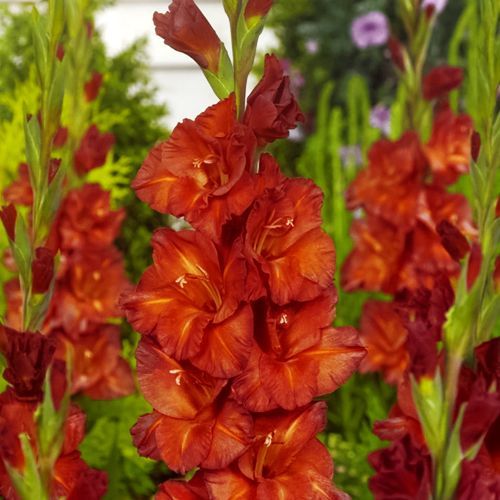 ����  ��������� ��������������� �������, ������ �� 525 ���