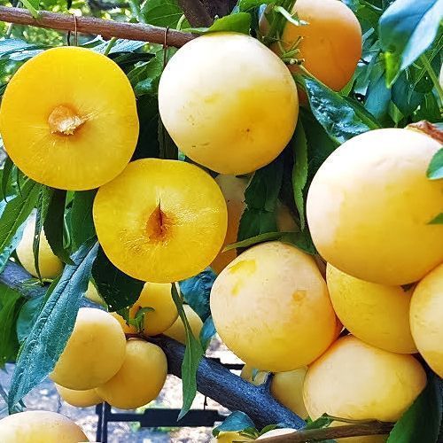 ����  ����� ���������� �� �� ���, ������ �� 483 ���