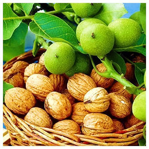 ����  ���� ������� ������������ ������, ������ �� 603 ���