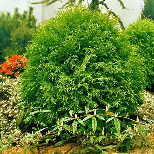 ����  ��� �������� �������, ������ �� 910 ���