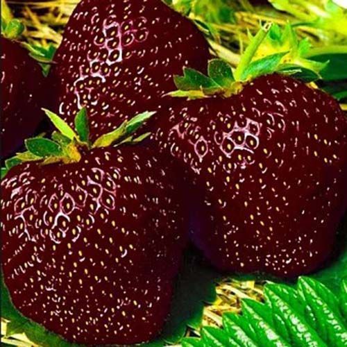 ����  ��������� ������������� ������ �����, ������ �� 650 ���