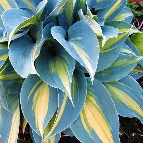 ����  ����� ��������, ������ �� 875 ���