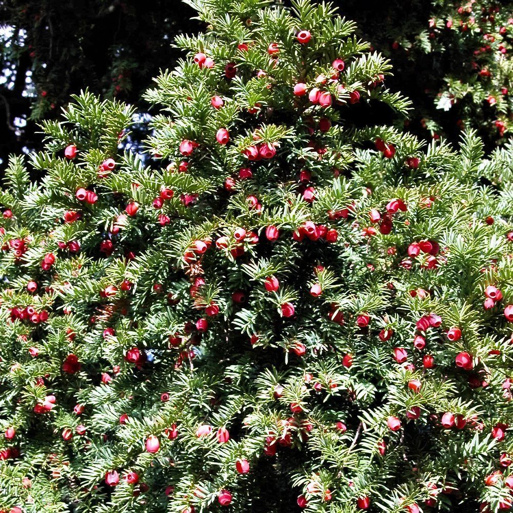 ����  ��� �������, ������ �� 1040 ���