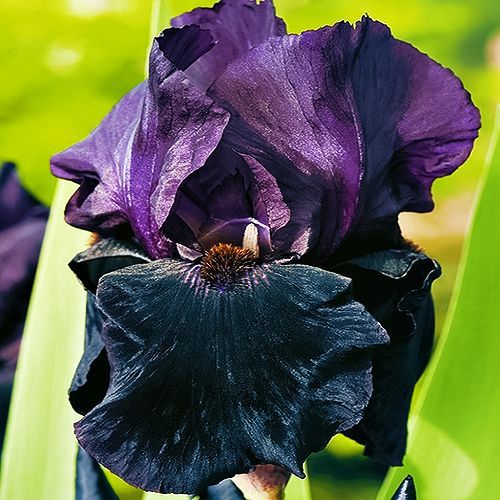 ����  ���� ���������� ���� ����, ������ �� 990 ���