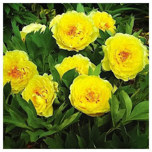 ����  ���� ������, ������ �� 1810 ���