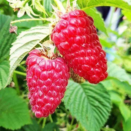 ����  ������ ������������� �������, ������ �� 202 ���