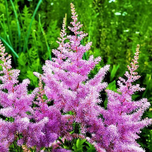 ����  �������� ������� �������, ������ �� 580 ���