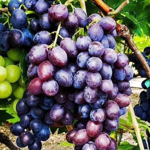 ����  �������� ������ ����������, ������ �� 125 ���