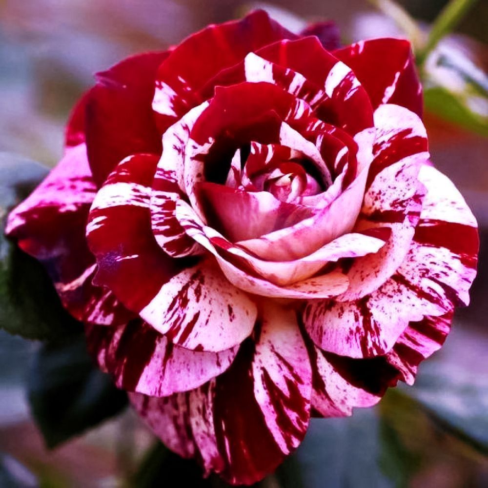 ����  ���� ���������� ��� �������, ������ �� 423 ���