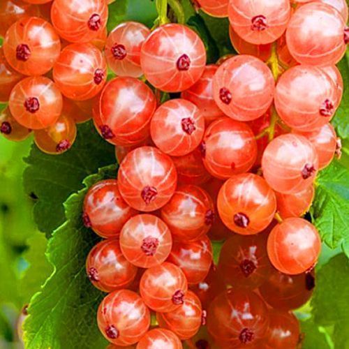 ����  ��������� ������� ��������, ������ �� 387 ���