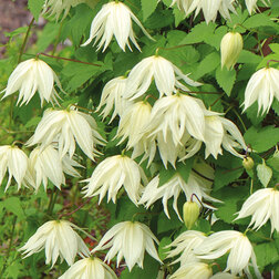 ����  �������� ������������ (������) ����� ����, ������ �� 1869 ���