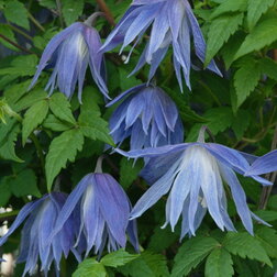 ����  �������� ������������ (������) ������� ����, ������ �� 1299 ���