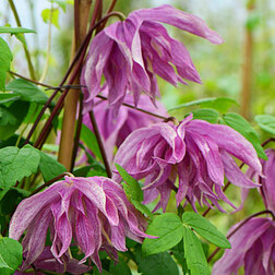 ����  �������� ������������ (������) ϸ�� ����, ������ �� 1869 ���