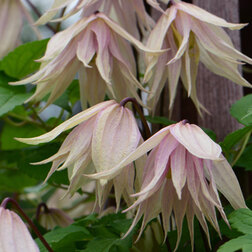 ����  �������� ������������ (������) ���� ����, ������ �� 1869 ���