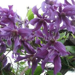 ����  �������� ������������ ����� �����, ������ �� 1339 ���