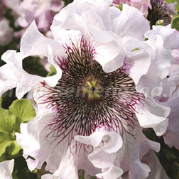 ����  ������� ��������������� ����� (1��-1000�����) ���������������� ������, ������ �� 2240 ���