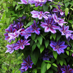 ����  �������� ��������������� ������, ������ �� 1339 ���