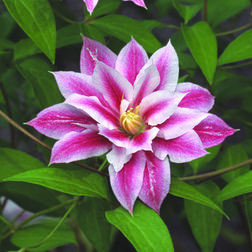 ����  �������� ��������������� ���������, ������ �� 1339 ���