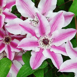 ����  ������� ��������� ���������������� ��� �������, ������ �� 1339 ���