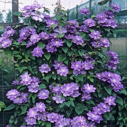 ����  �������� ��������������� ��� ���������, ������ �� 1339 ���