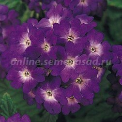 ����  ������� ����� ��� (1��-100��) ���������������� ������, ������ �� 448 ���