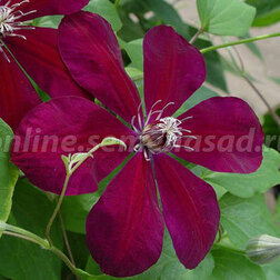 ����  �������� ��������������� ������������, ������ �� 1339 ���