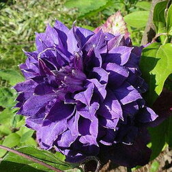 ����  �������� ��������������� ������ ������, ������ �� 1339 ���