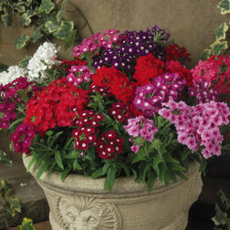 ����  ������� ����� ���� (1��-100��) ���������������� ������, ������ �� 560 ���